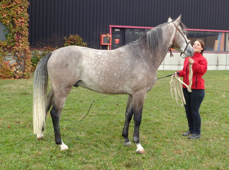 EQUITA LYON 2012. 31/10/12 au 04/11/12 !!!!! Y a du Barbe sur ce salon - Page 2 520688DSC010281