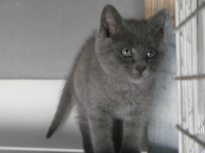 Kirikou (chaton chartreux) 521609P6294152