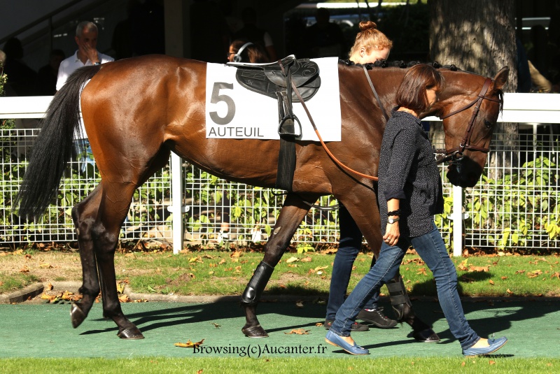 Photos Auteuil 24-09-2016 5216185J6A7127