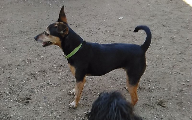 VOYOU 10 ANS CHICA 8 ANS CH ADOPTANTS DIGNITE RETROUVEE 37 521621chica