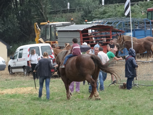 foire aux poulains  521729DSC00925