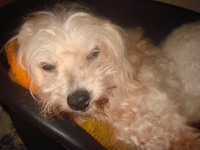 MILAINE F BICHON  12 ANS SPA GIEN (45) ADOPTEE PAR DAYSIE  - Page 3 521830DSC08106