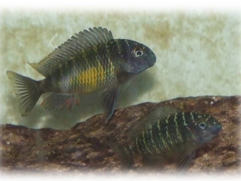 450L  tropheus moorii kalambo 522965kalambo