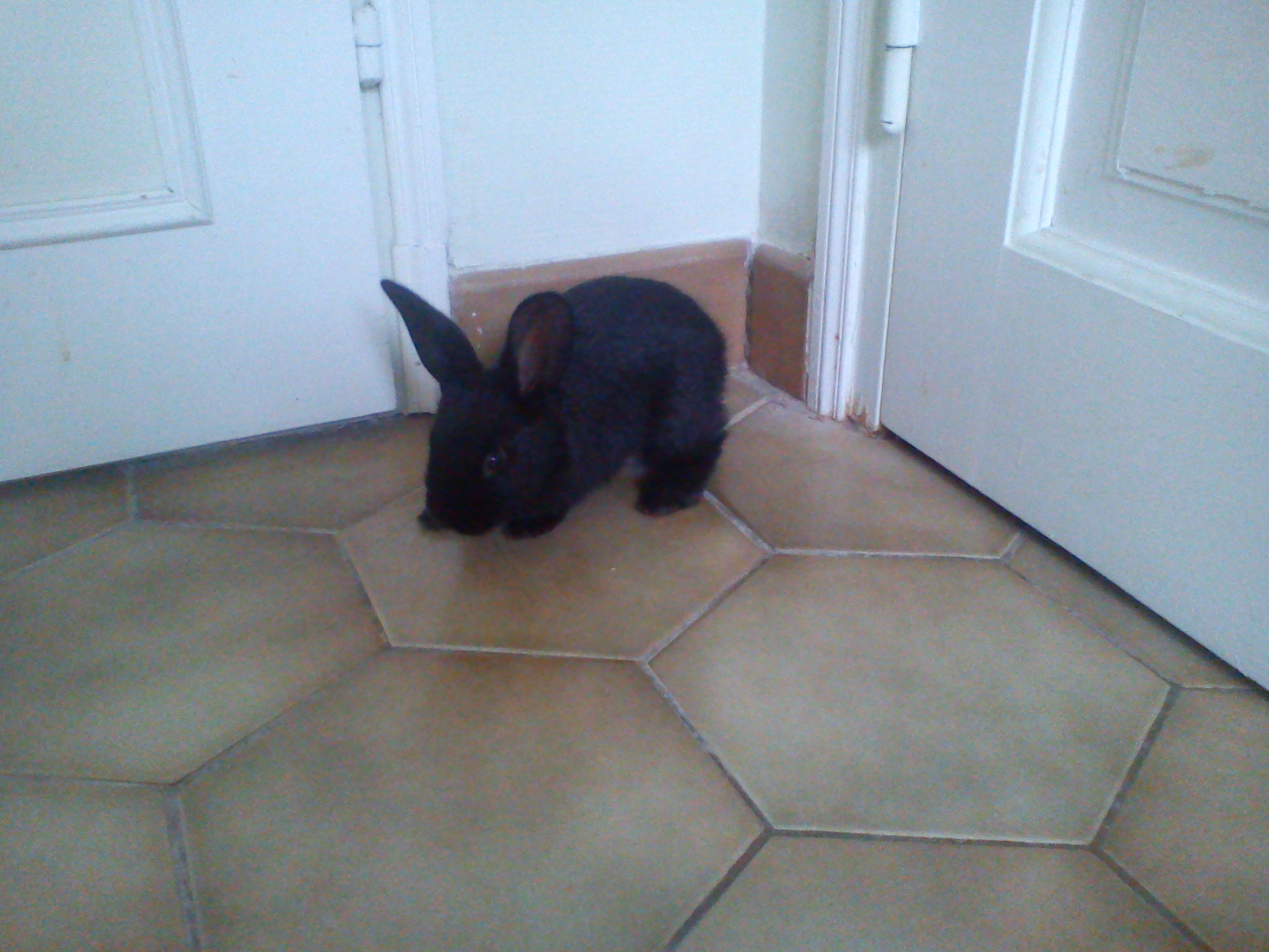 Trouvé jeune lapin noir à Palaiseau 523619DSC01040