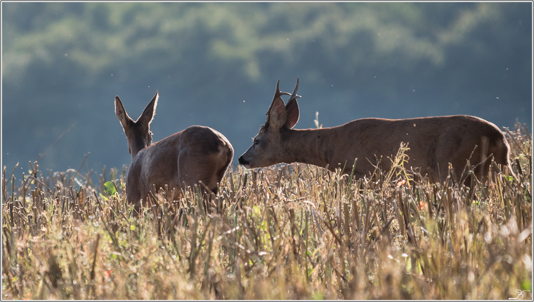 Chevreuils 524022LR6P1650543