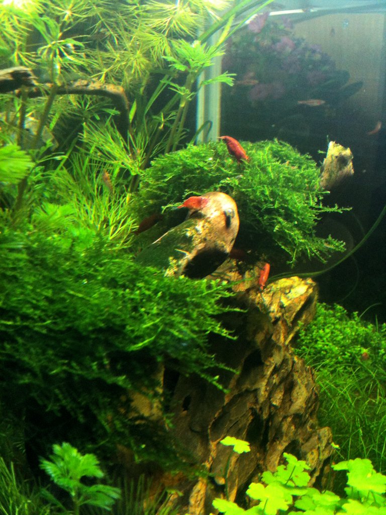 Mon Scaper's Tank 50L Aquascaping - Page 7 525848IMG0457