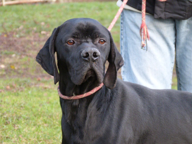 TRISTAN - x pointer 3 ans - Spa de Poitiers (86) 526204747fTristan19