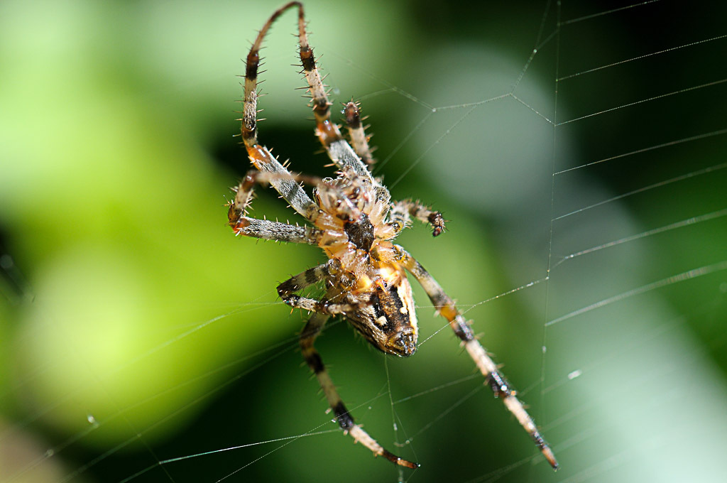 (FIL OUVERT à tous) vous aimez les araignées? 526675DSC67090904151510