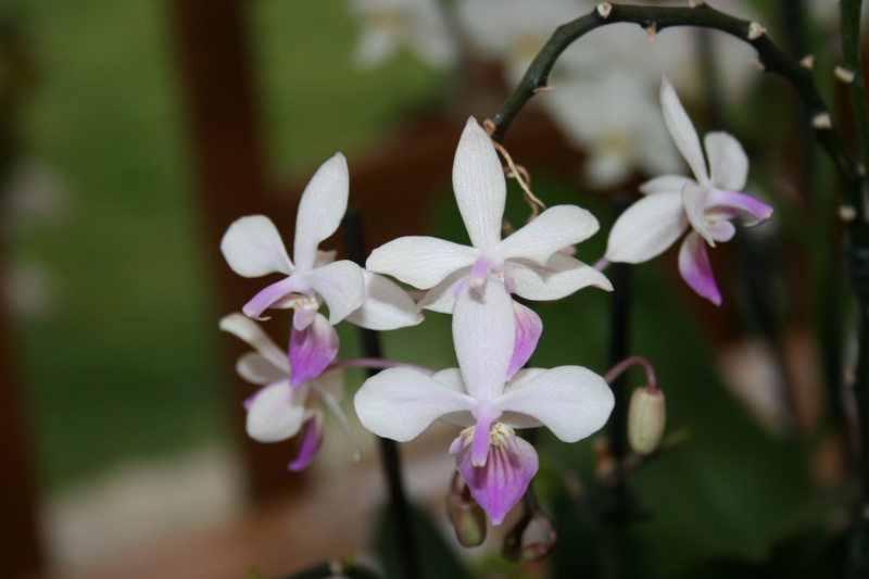 phalaenopsis venus (equestris x lindenii) 526917IMG8779