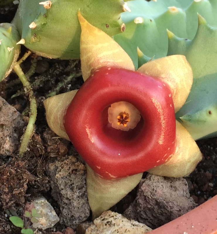 Huernia zebrina ssp. insigniflora 527121huerniazebrinasspinsigniflorapvb6620