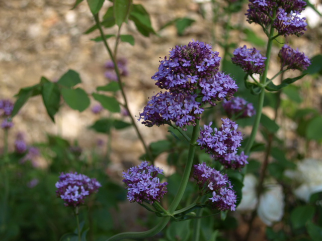 Centranthus ruber (Valériane des jardins) 527449P5260512