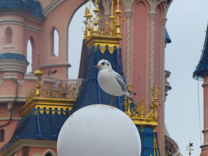 La magie de Noel à DLP. - Page 3 527941145