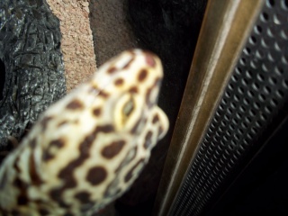 Oeil gecko leopard 52802010222921