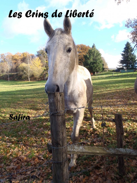 Dept19-15 ans -SAFIRA-ONC- sauvée par Talexi !! (oct 2018) 528806PB251396