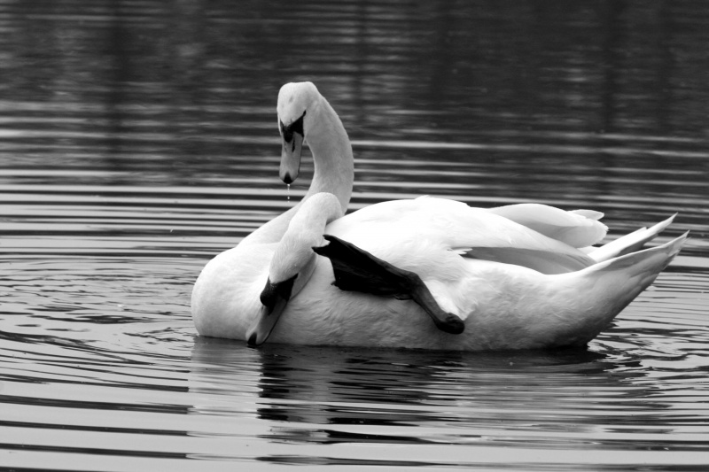 Le Cygne  2 tetes 528846IMG0753