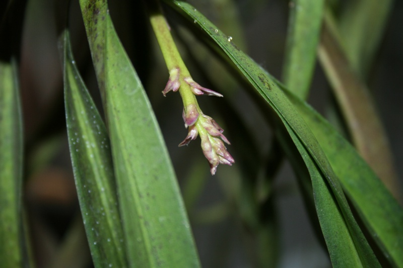 neofinetia falcata x rhynchostylis retusa 529390IMG8753