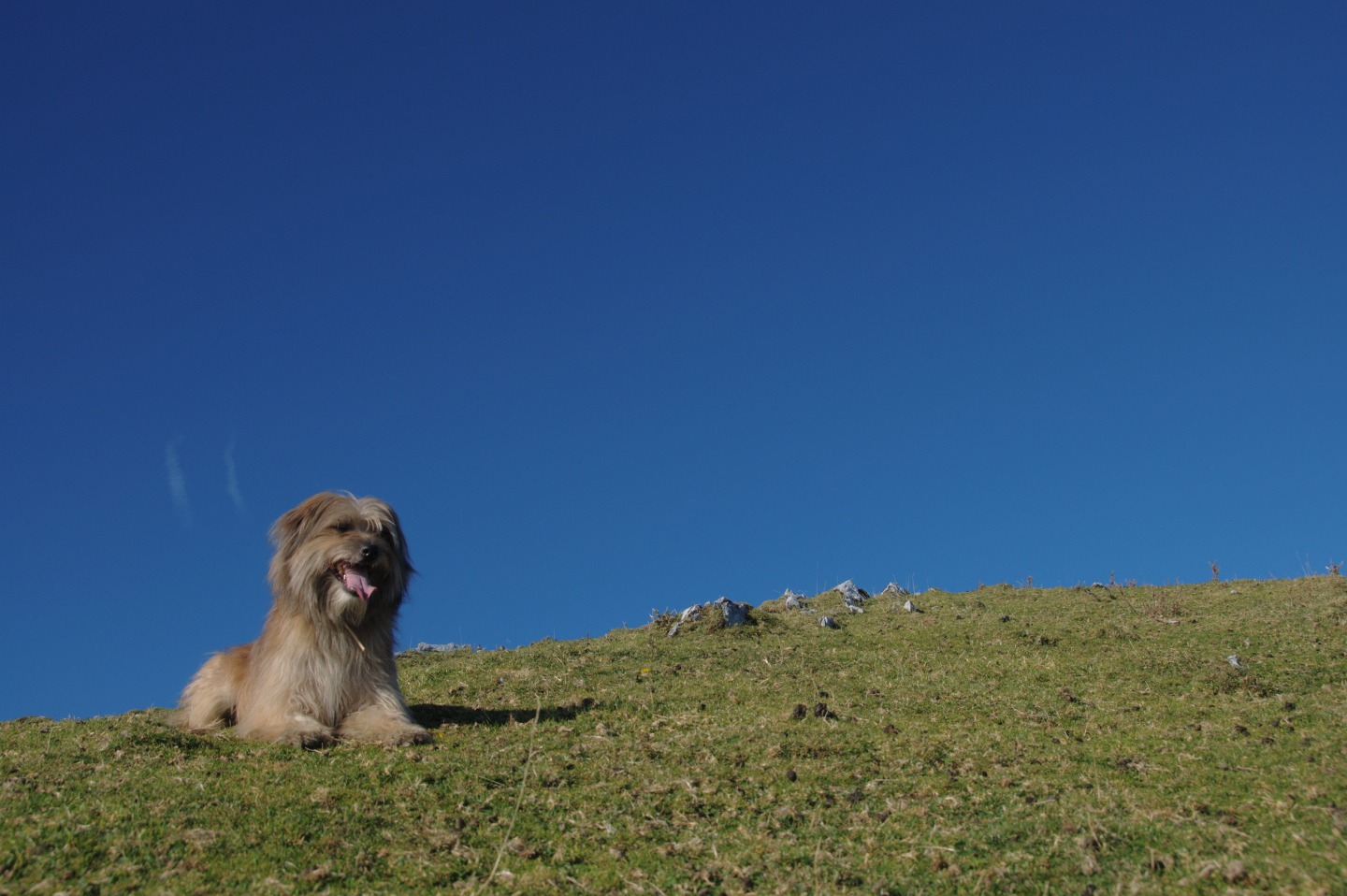 Une vie pyrénéenne de labrit des pyrénées - Page 15 531126gra0555