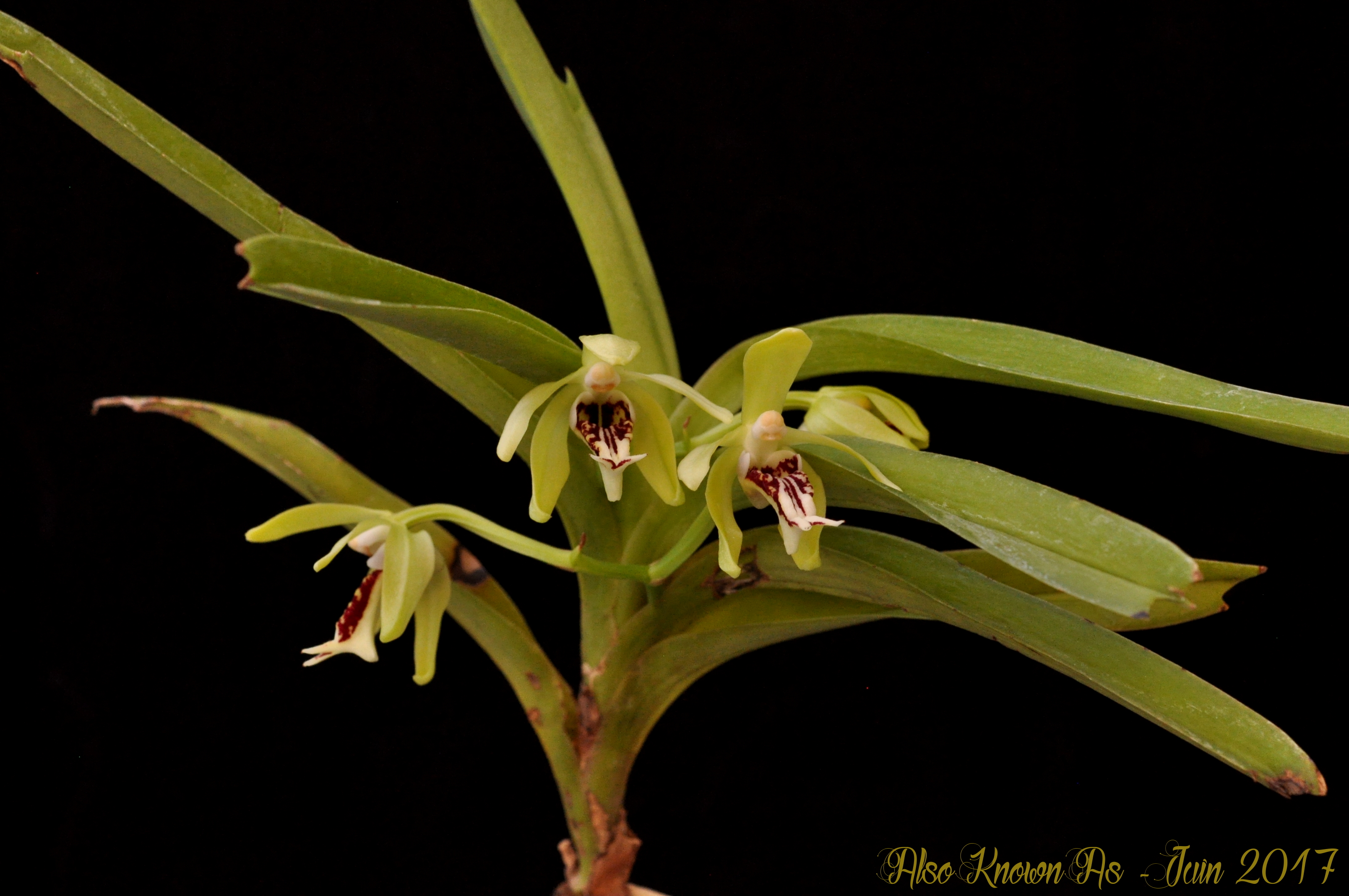 Vanda cristata 531724cristata