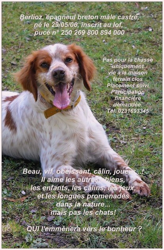 Urgent - BERLIOZ - epagneul breton 6 ans - Refuge Aunay/Odon (14) 53189029xx