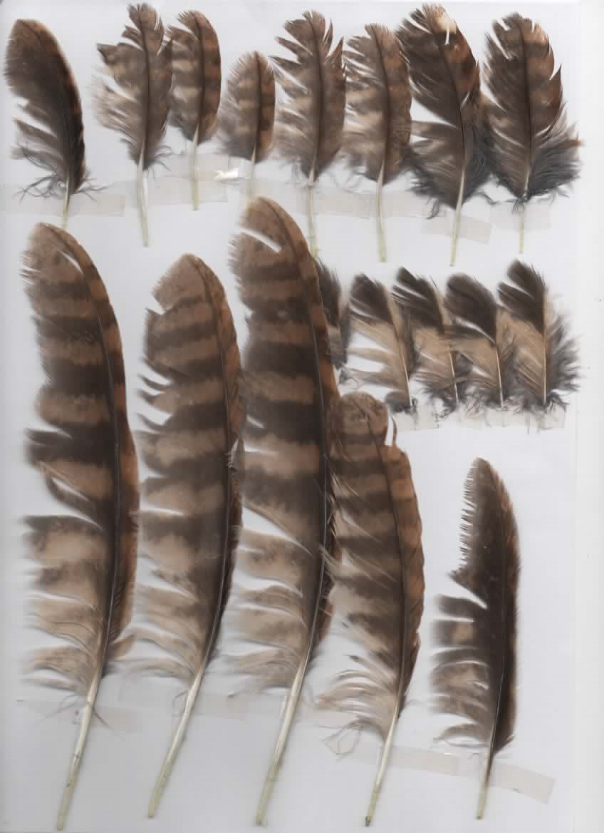 Chouette hulotte (Strix aluco) — free download