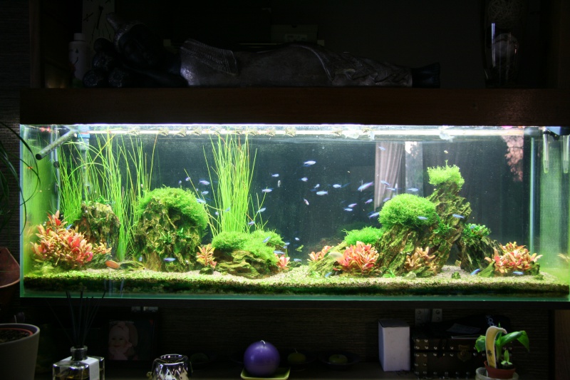 trigon 190 + cuve 120x30x40 aquascaping - Page 8 532165IMG2678