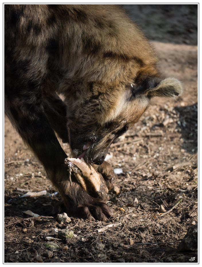 Zoo de Beauval: les poils 533760LR53P3130068