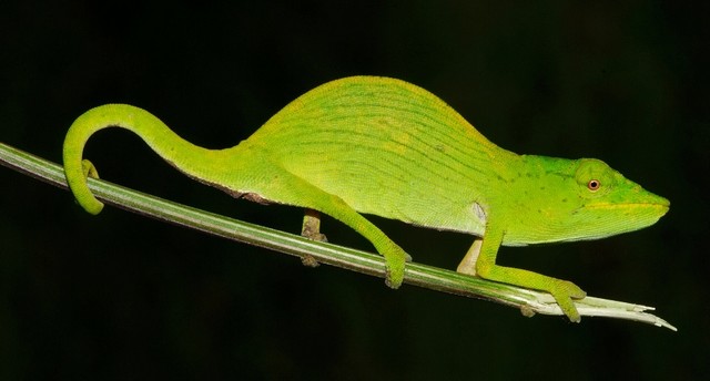 Nouveau partenariat entre l’UICN et Toyota pour mieux connaître les menaces pesant sur la biodiversité dans le monde 534318CalummatarzanJornKohler