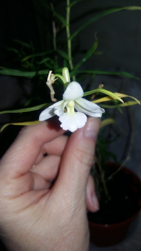 Dendrobium auriculatum 534821expoStDietorchides17juin2016017