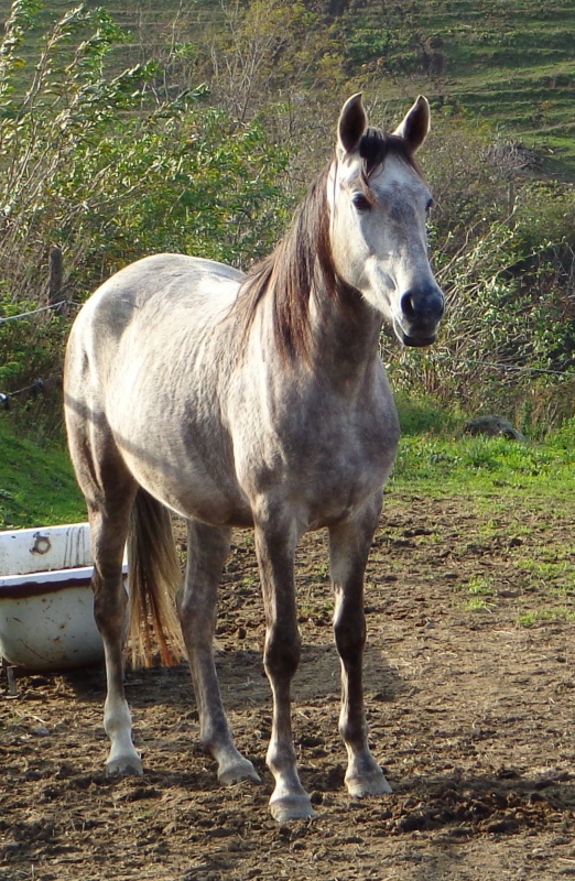 Victoire de Préjeurin, pouliche arabe-barbe / VENDUE 535392DSC017612