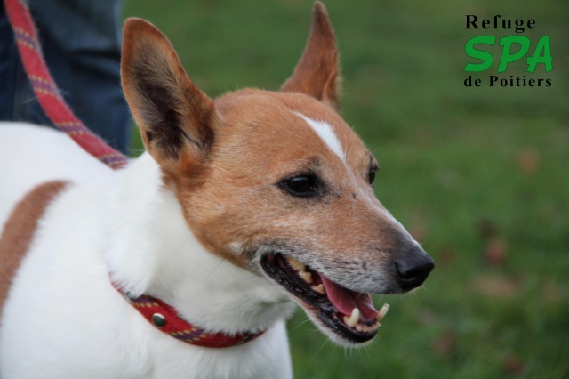 PILOU -  jack russel 8 ans - Spa de Poitiers (86) - peut être parrainé ! 535471IMG1962ret2