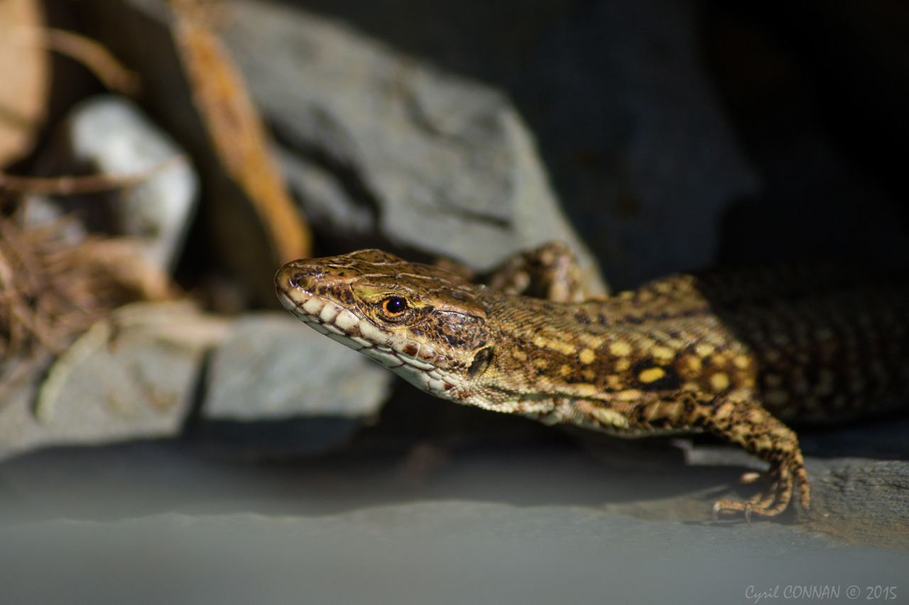 Quelques observations de reptiles dans le Finistère 536258IMG43562