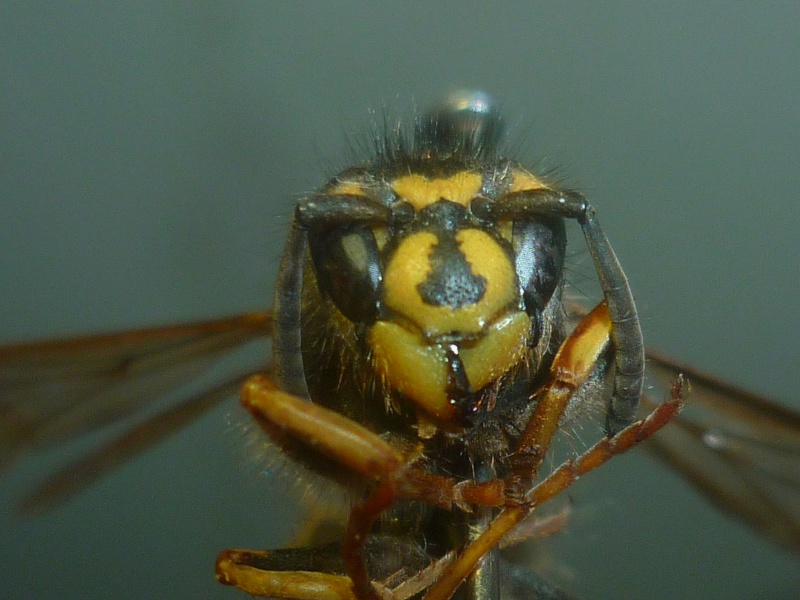 [Vespula vulgaris] Fondatrice Vespula 536646P1120443