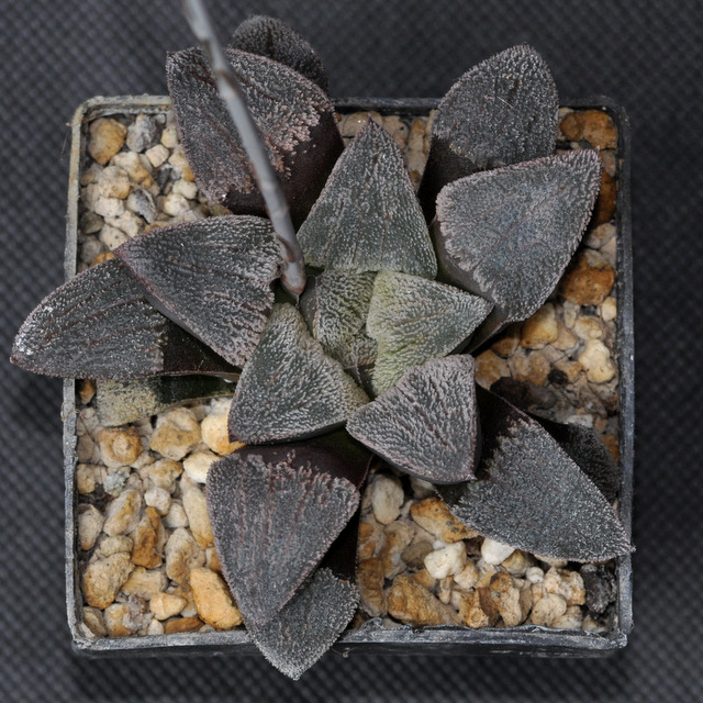 Des Haworthia qui ont grandi (et rougi ! ) 537089pygmaeaSuperWhite002