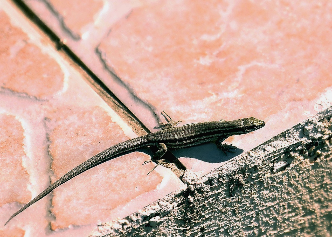 lézard des murailles 537305131