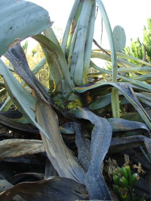 floraison agave - Page 2 537378DSC04969