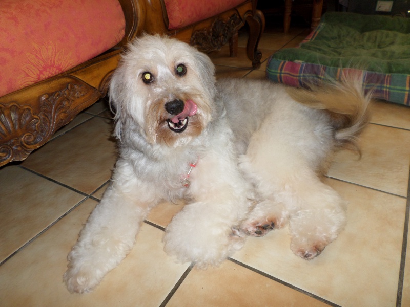 ELFIE NIZINNY F 3/5 ANS ASSO MUKITZA ADOPTEE PAR DAYSIE - Page 2 537450SAM0131