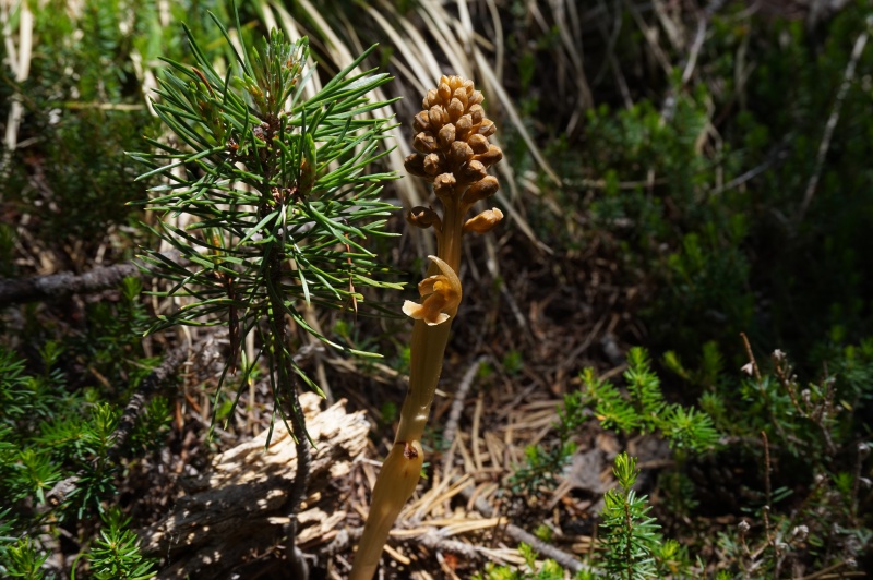 pas de carni mais de jolies plantes alpines ! 539864DSC03399