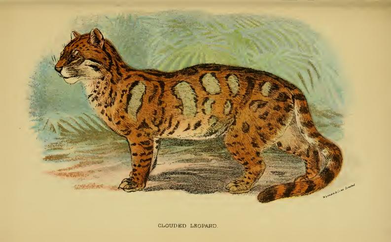 Animaux - Espèces menacées -La panthère nébuleuse +Le Kagou huppé+ autres 540471LydekkerCloudedLeopard