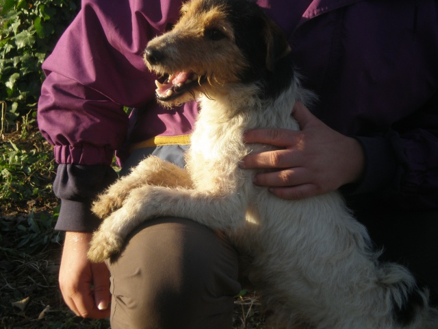 RAPIDE - fox terrier 4 ans - Spa de Poitiers  (86) 541016rapide3