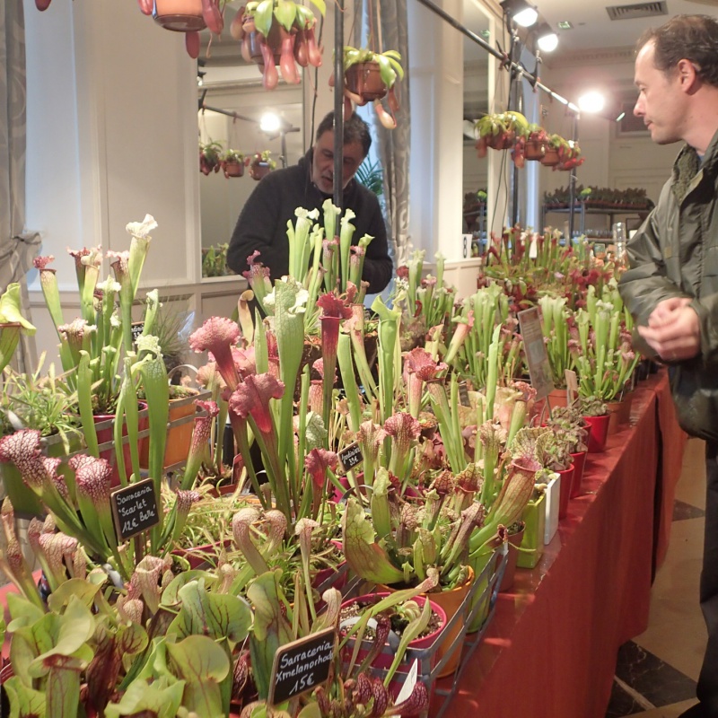 foire aux plantes rares de st priest !! (photos) 542413P3220026