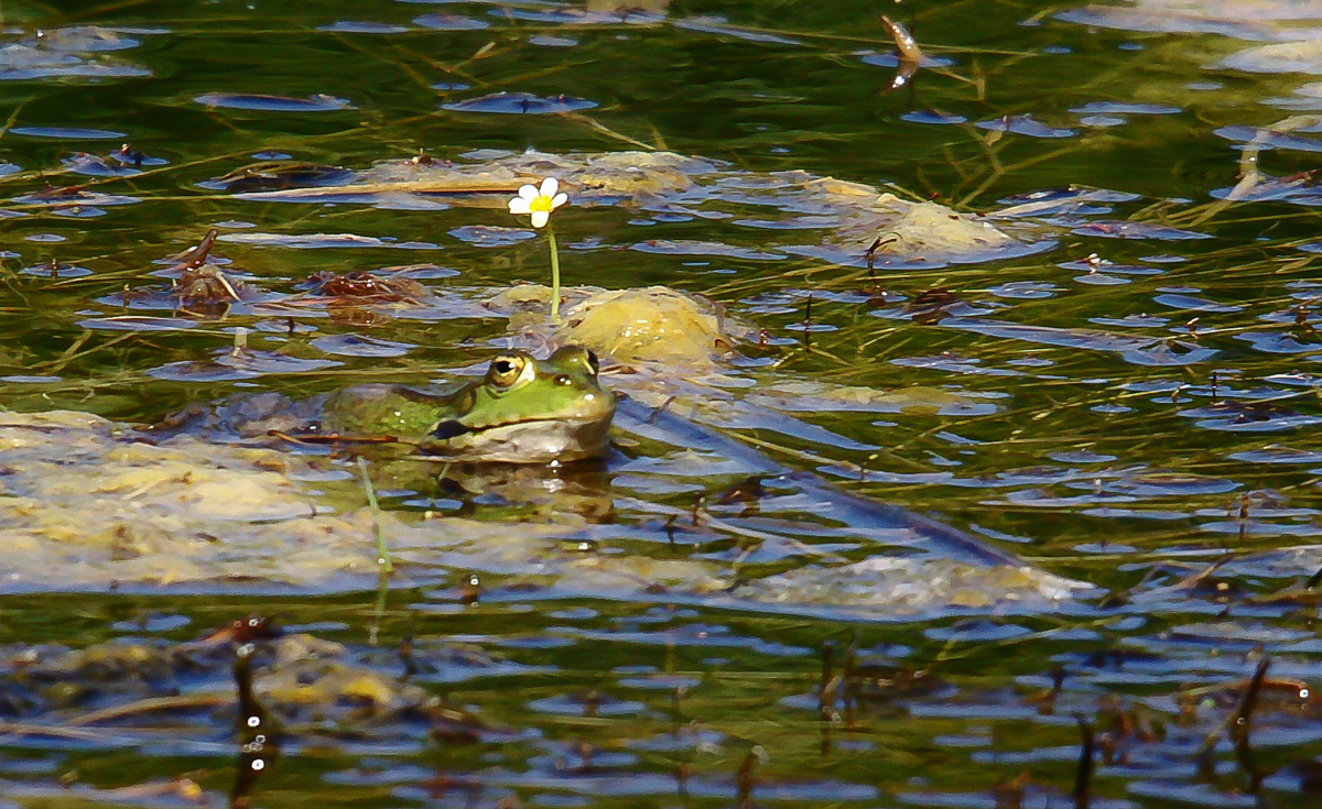 bidouille grenouille... 542685IMG5945rec