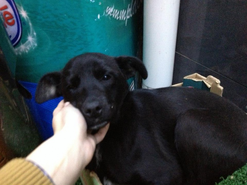 Baghera, petite chienne (type labrador) des rues de Bucarest 542754Baghera623dcembre2012