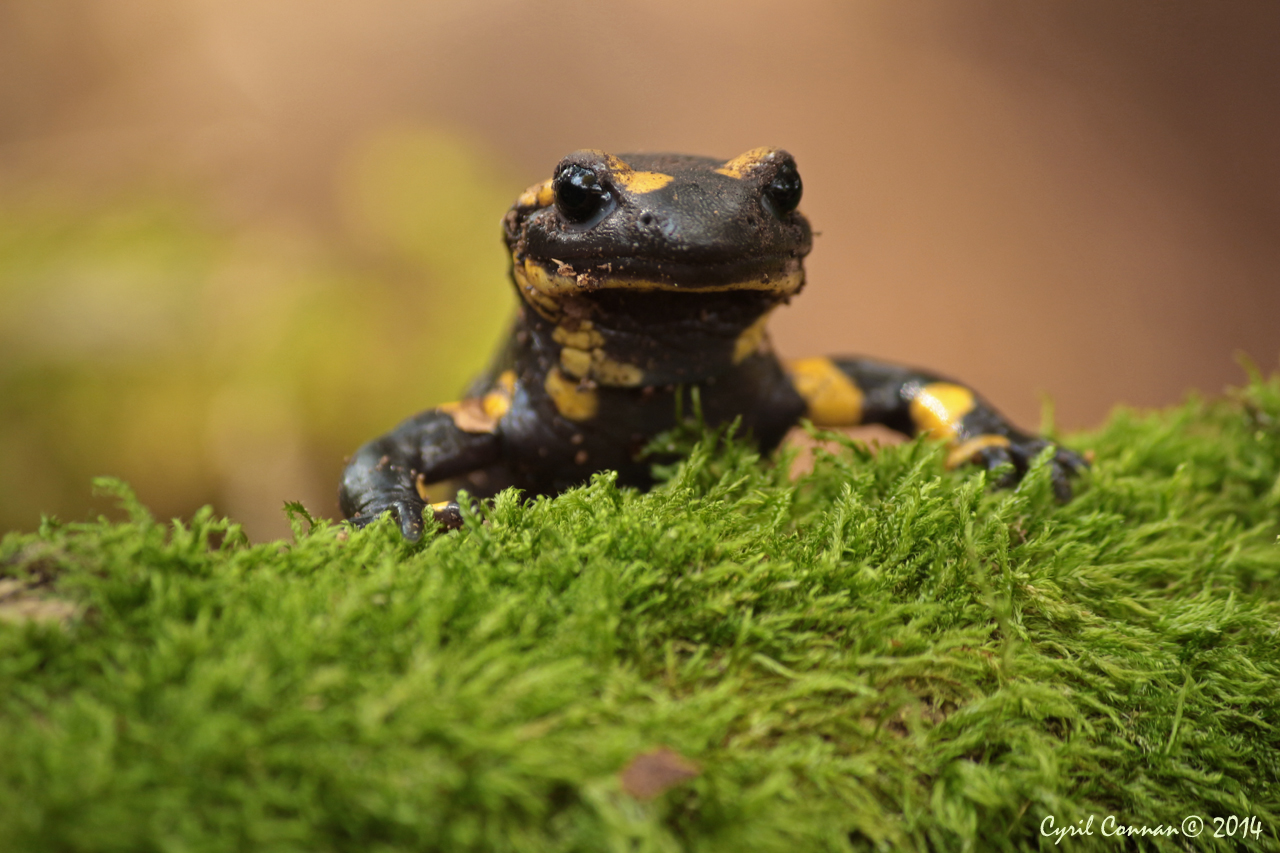 [Bufo spinosus & Salamandra salamandra] Quelques photos d'amphibiens 543244IMG27582