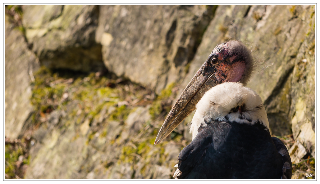 Zoo de Beauval : les oiseaux 543252LR53P1140131