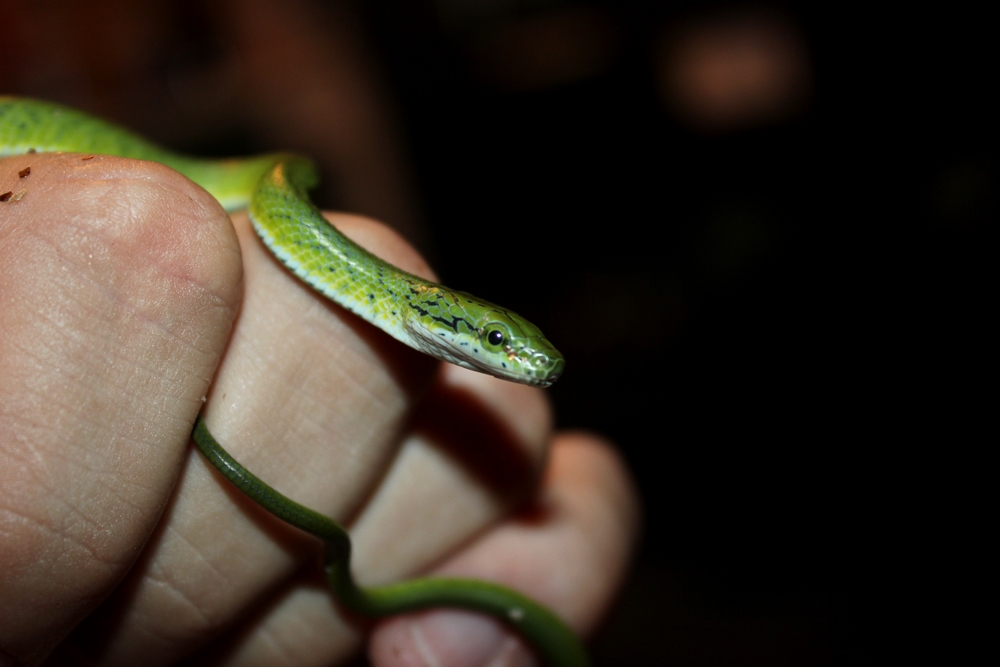 Reproduction Gonyosoma prasinus 2015 543430IMG5119r