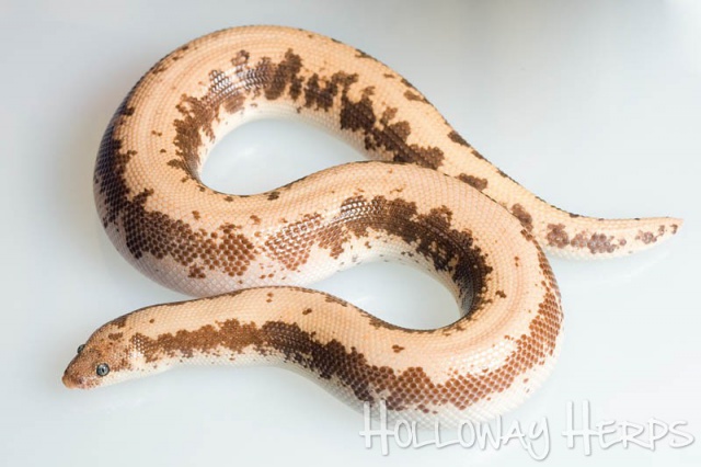 Ophidien : Gongylophis Colubrinus 5437961I0Z2174