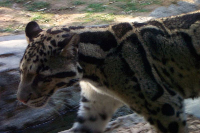 Animaux - Espèces menacées -La panthère nébuleuse +Le Kagou huppé+ autres 544206800pxCloudedLeopard1NashvilleZoo