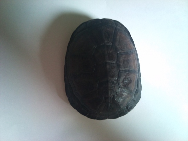 Carapace tortue  544589DSC0489