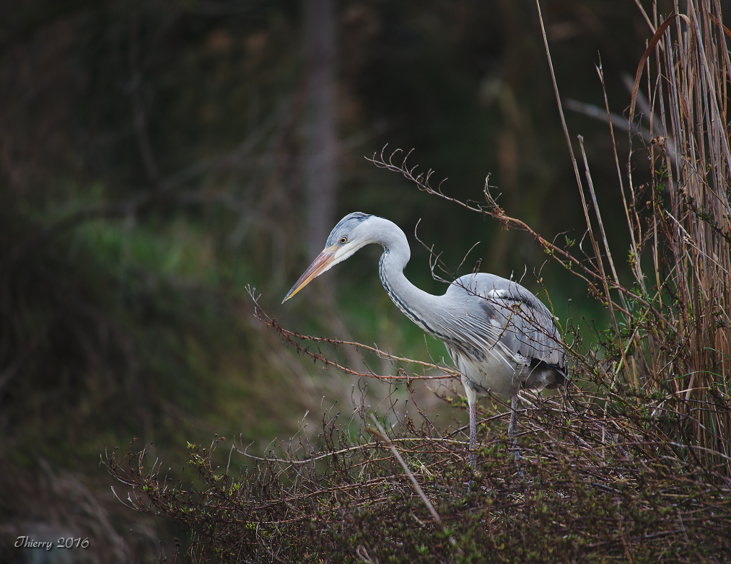 [tiotiti] Animaux de Camargue - Page 4 544633DSC0737