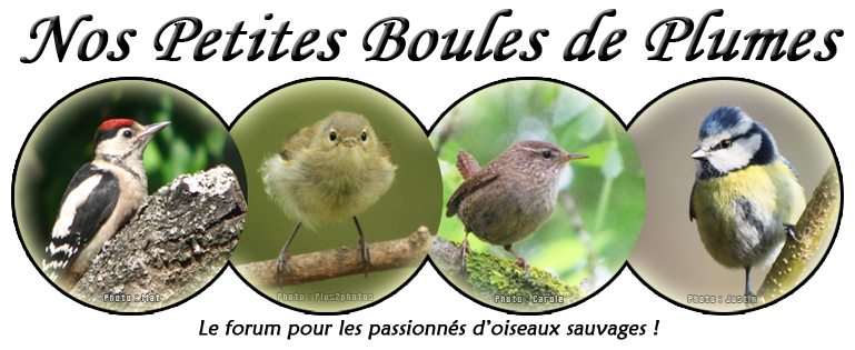 Nos Petites Boules de Plumes